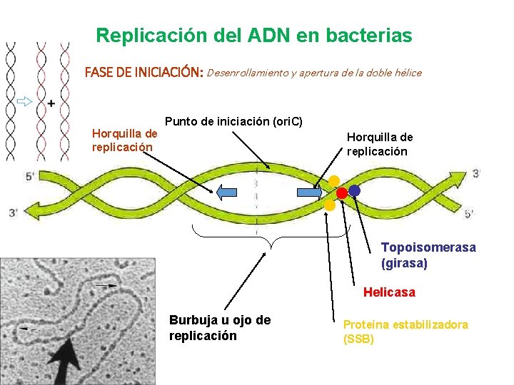 Replicación del ADN en bacterias FASE DE INICIACIÓN: Desenrollamiento y apertura de la doble