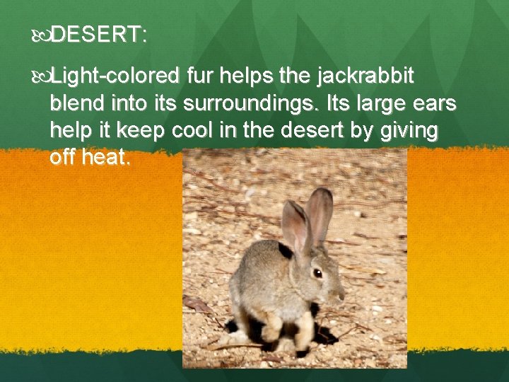  DESERT: Light-colored fur helps the jackrabbit blend into its surroundings. Its large ears