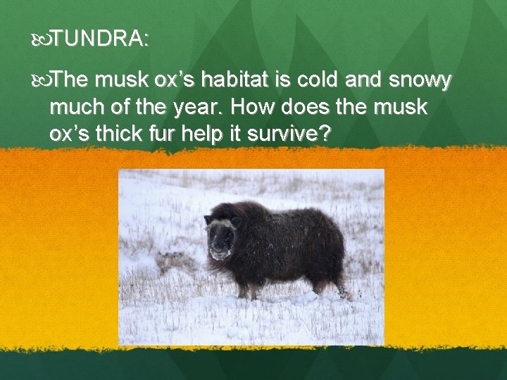  TUNDRA: The musk ox’s habitat is cold and snowy much of the year.