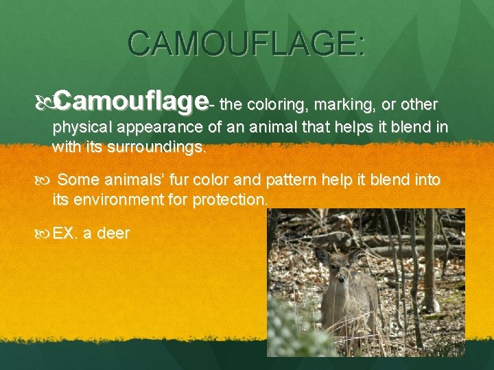 CAMOUFLAGE: Camouflage- the coloring, marking, or other physical appearance of an animal that helps