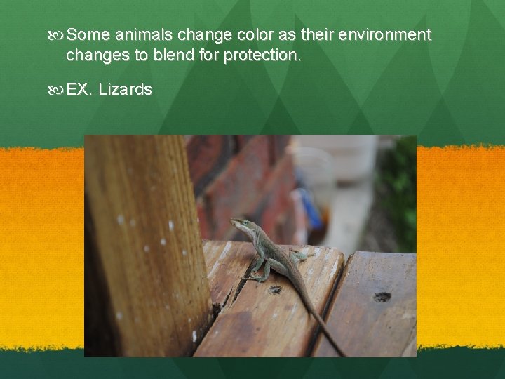  Some animals change color as their environment changes to blend for protection. EX.