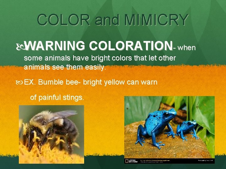 COLOR and MIMICRY WARNING COLORATION- when some animals have bright colors that let other