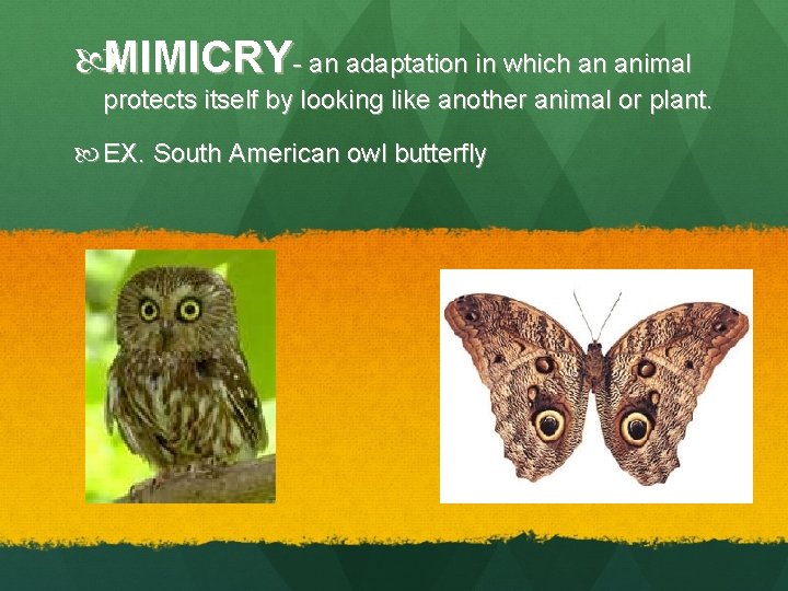  MIMICRY- an adaptation in which an animal protects itself by looking like another