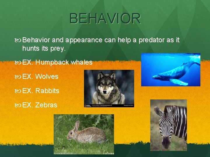 BEHAVIOR Behavior and appearance can help a predator as it hunts its prey. EX.
