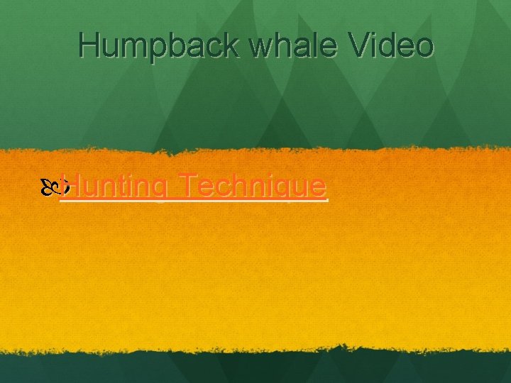 Humpback whale Video Hunting Technique 