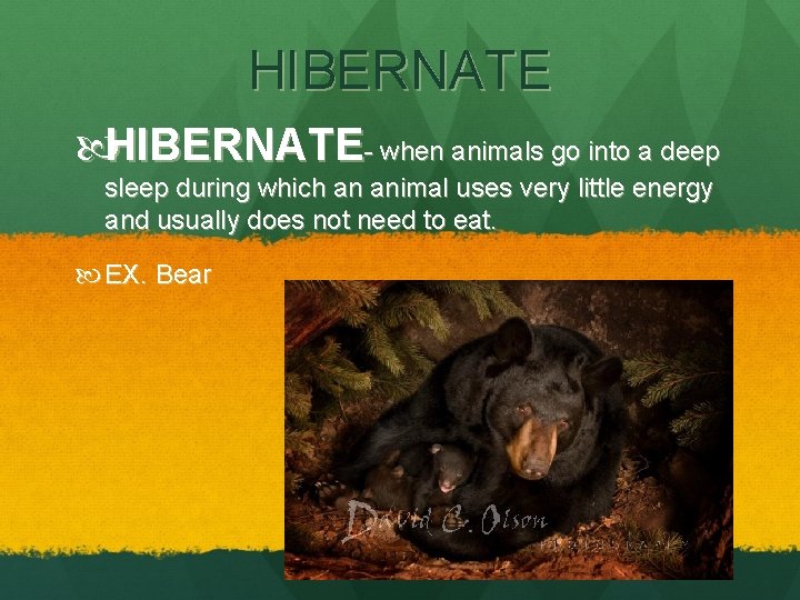 HIBERNATE- when animals go into a deep sleep during which an animal uses very