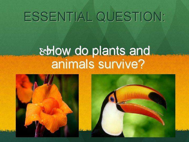 ESSENTIAL QUESTION: How do plants and animals survive? 