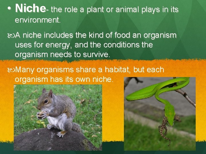  • Niche- the role a plant or animal plays in its environment. A