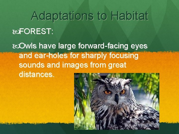 Adaptations to Habitat FOREST: Owls have large forward-facing eyes and ear-holes for sharply focusing