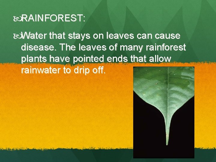  RAINFOREST: Water that stays on leaves can cause disease. The leaves of many