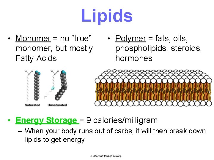 Lipids • Monomer = no “true” monomer, but mostly Fatty Acids • Polymer =