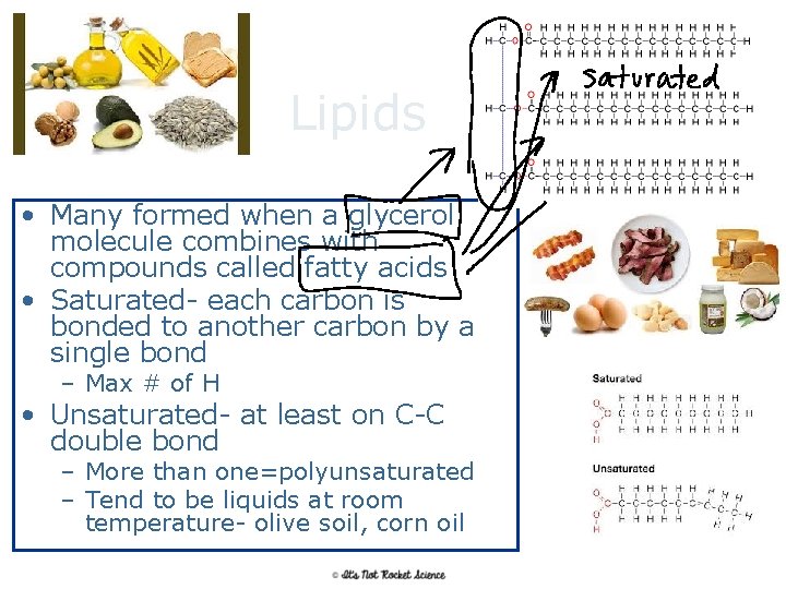 Lipids • Many formed when a glycerol molecule combines with compounds called fatty acids