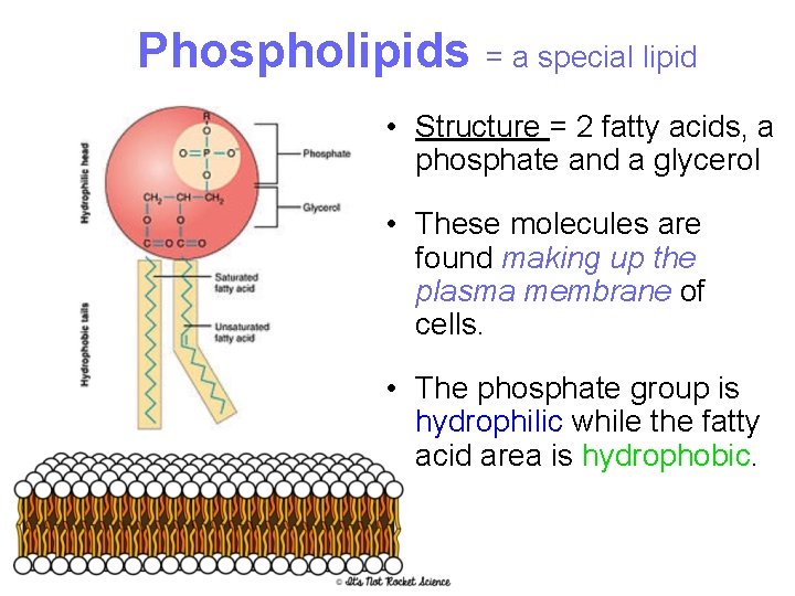 Phospholipids = a special lipid • Structure = 2 fatty acids, a phosphate and