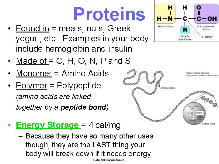 Proteins • Found in = meats, nuts, Greek yogurt, etc. Examples in your body