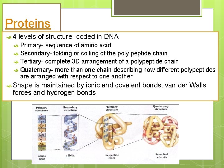 Proteins 4 levels of structure- coded in DNA Primary- sequence of amino acid Secondary-