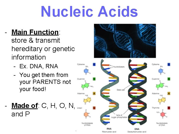 Nucleic Acids - Main Function: store & transmit hereditary or genetic information - Ex.