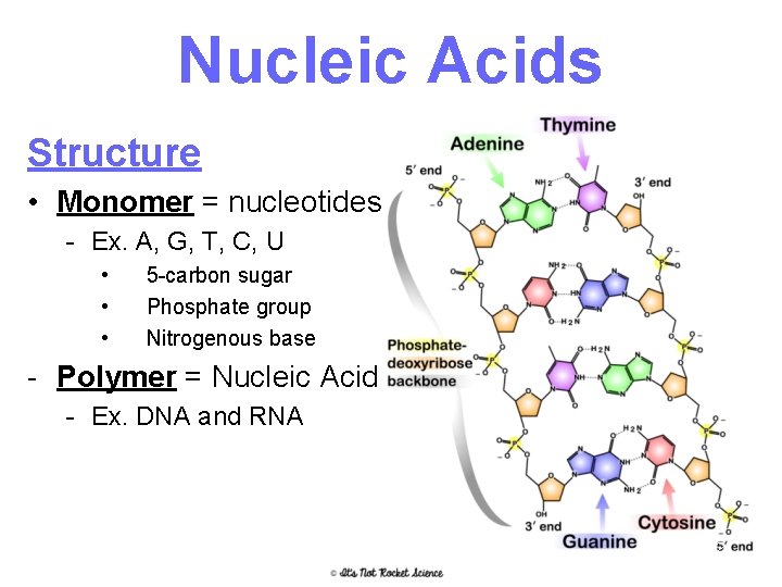 Nucleic Acids Structure • Monomer = nucleotides - Ex. A, G, T, C, U