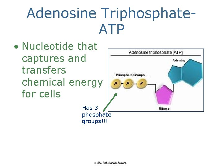 Adenosine Triphosphate. ATP • Nucleotide that captures and transfers chemical energy for cells Has