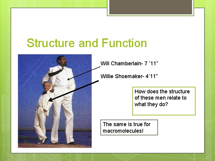Structure and Function Will Chamberlain- 7 ’ 11” Willie Shoemaker- 4’ 11” How does