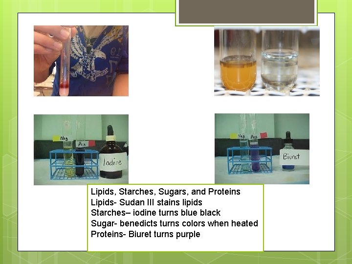 Lipids, Starches, Sugars, and Proteins Lipids- Sudan III stains lipids Starches– iodine turns blue