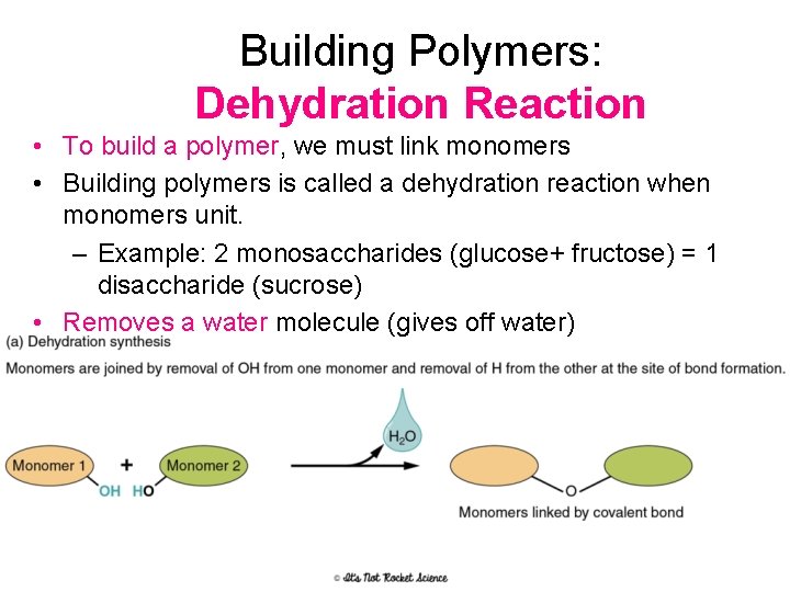 Building Polymers: Dehydration Reaction • To build a polymer, we must link monomers •