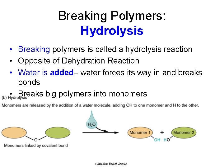 Breaking Polymers: Hydrolysis • Breaking polymers is called a hydrolysis reaction • Opposite of