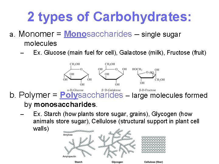 2 types of Carbohydrates: a. Monomer = Monosaccharides – single sugar molecules – Ex.