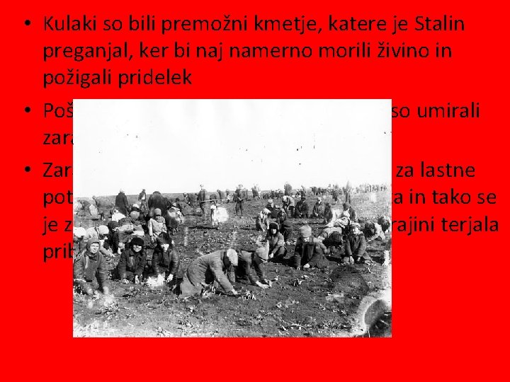  • Kulaki so bili premožni kmetje, katere je Stalin preganjal, ker bi naj