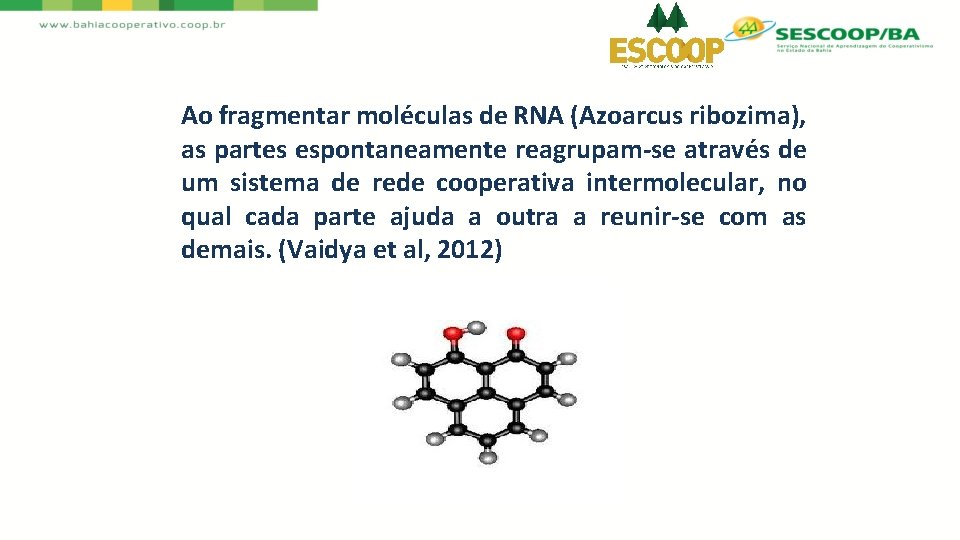 Ao fragmentar moléculas de RNA (Azoarcus ribozima), as partes espontaneamente reagrupam-se através de um