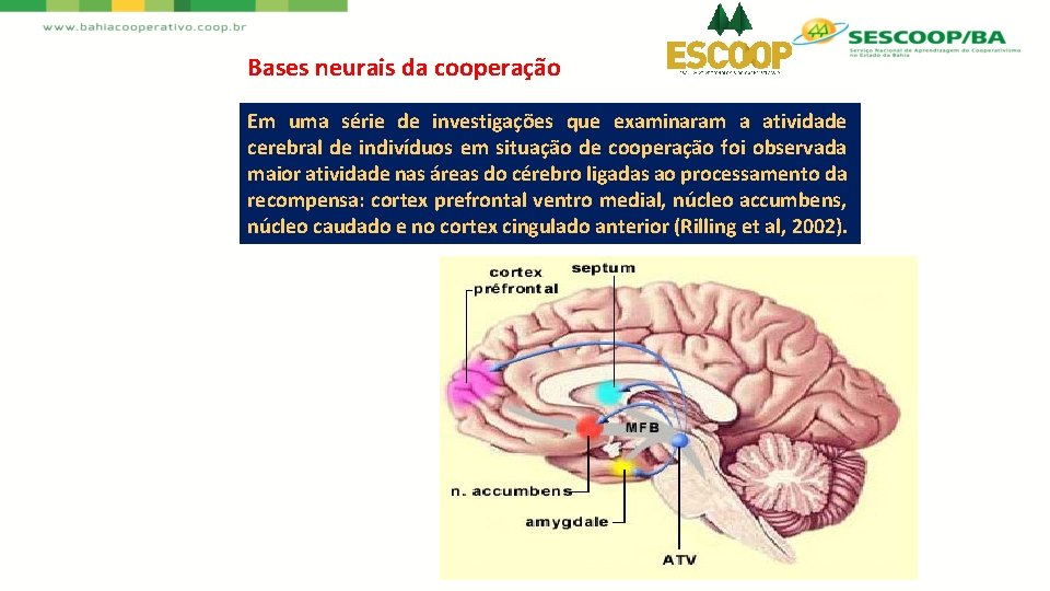Bases neurais da cooperação Em uma série de investigações que examinaram a atividade cerebral
