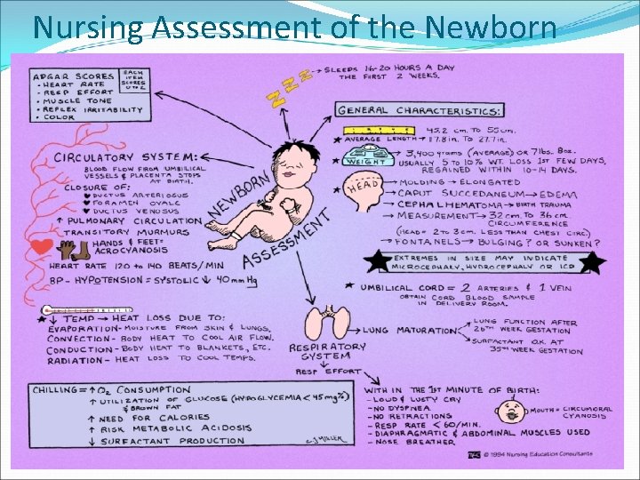 Nursing Assessment of the Newborn 
