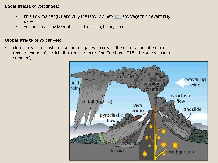 Local effects of volcanoes: • • lava flow may engulf and bury the land,