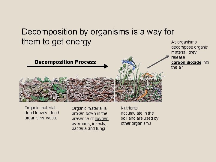 Decomposition by organisms is a way for As organisms them to get energy decompose