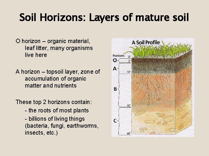 Soil Horizons: Layers of mature soil O horizon – organic material, leaf litter, many