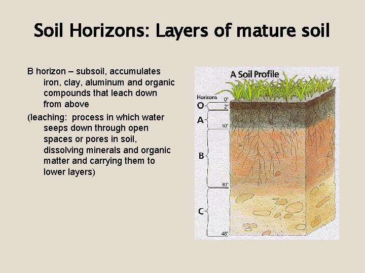 Soil Horizons: Layers of mature soil B horizon – subsoil, accumulates iron, clay, aluminum