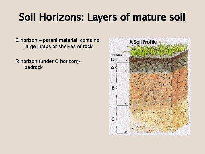 Soil Horizons: Layers of mature soil C horizon – parent material, contains large lumps