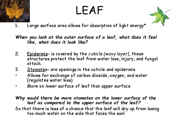 LEAF 1. Large surface area allows for absorption of light energy* When you look