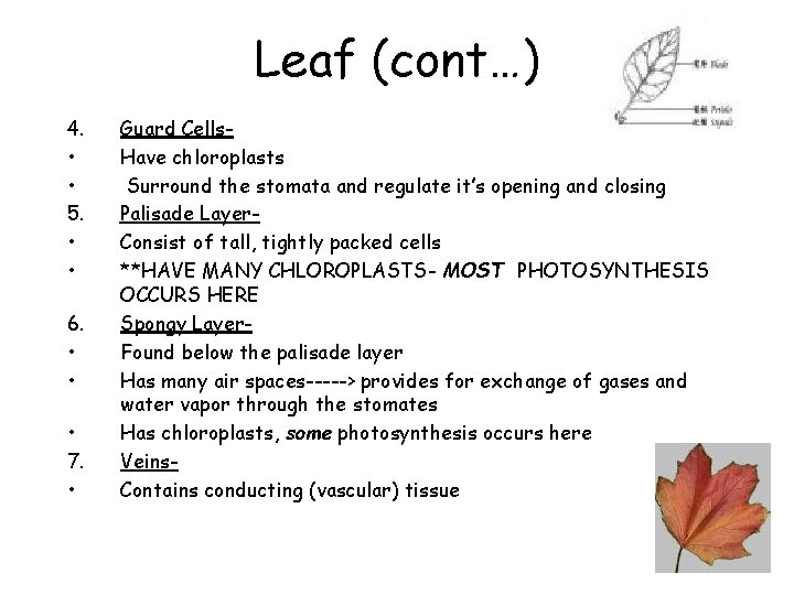 Leaf (cont…) 4. • • 5. • • 6. • • • 7. •