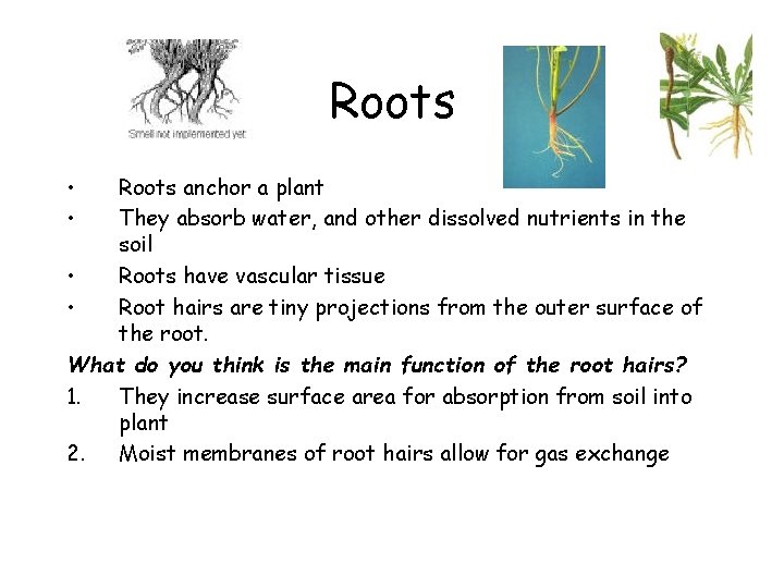 Roots • • Roots anchor a plant They absorb water, and other dissolved nutrients