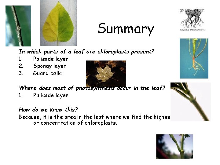 Summary In which parts of a leaf are chloroplasts present? 1. Palisade layer 2.