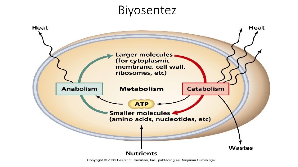 Biyosentez 