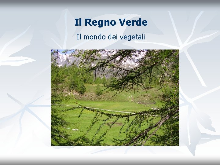 Il Regno Verde Il mondo dei vegetali 