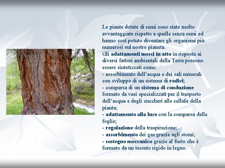 Le piante dotate di semi sono state molto avvantaggiate rispetto a quelle senza semi