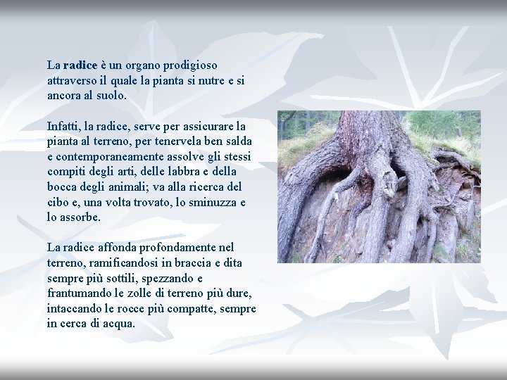 La radice è un organo prodigioso attraverso il quale la pianta si nutre e