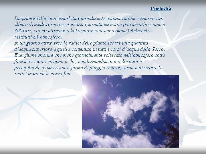 Curiosità La quantità d’acqua assorbita giornalmente da una radice è enorme: un albero di