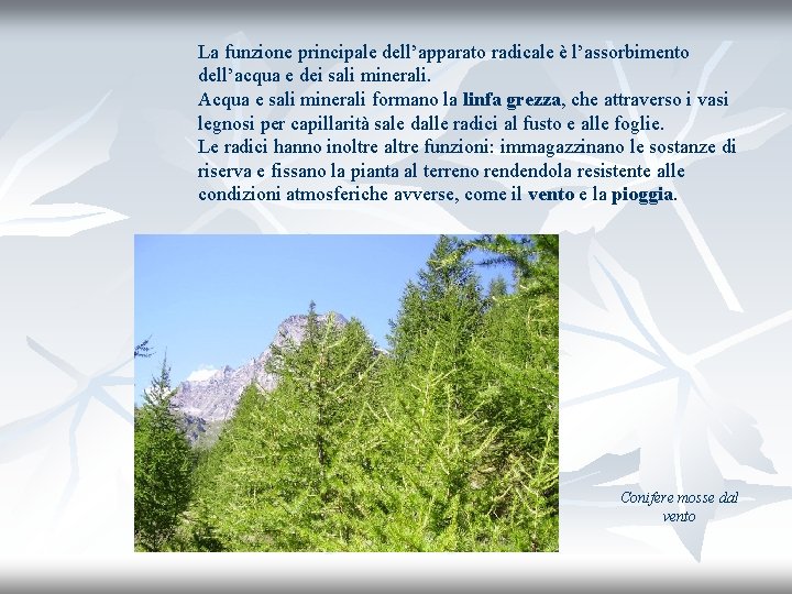 La funzione principale dell’apparato radicale è l’assorbimento dell’acqua e dei sali minerali. Acqua e