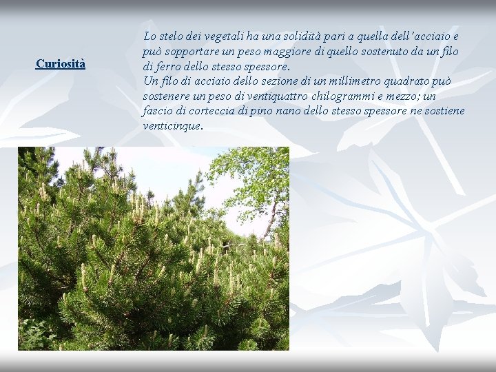 Curiosità Lo stelo dei vegetali ha una solidità pari a quella dell’acciaio e può
