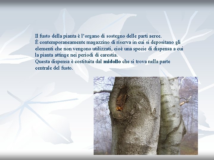 Il fusto della pianta è l’organo di sostegno delle parti aeree. È contemporaneamente magazzino