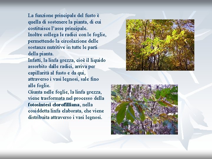 La funzione principale del fusto è quella di sostenere la pianta, di cui costituisce