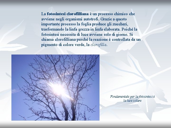 La fotosintesi clorofilliana è un processo chimico che avviene negli organismi autotrofi. Grazie a